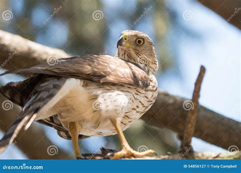 Cooper s Hawk stock image. Image of forest, accipiter - 54856127