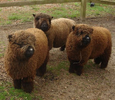 brown sheep - They look like fluffy stuffed animals | Nature | Babydoll ...