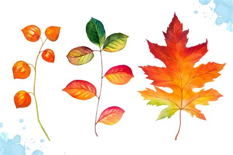 Autumn leaves. Watercolor set. By Alex Green | TheHungryJPEG