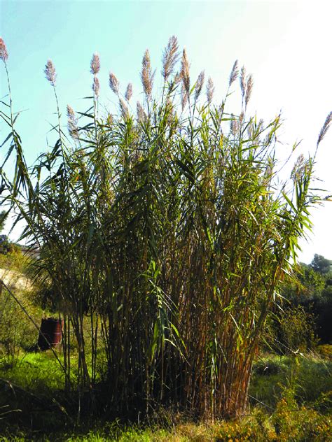 The giant reed, Arundo donax L. (Poaceae), with ~5 m high flowering ...