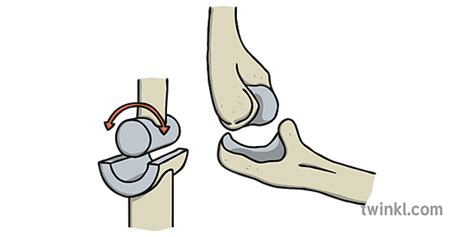 Hinge Joint Illustration - Twinkl