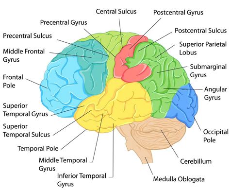 Attention impacts different neural networks #brain #neuroscience # ...