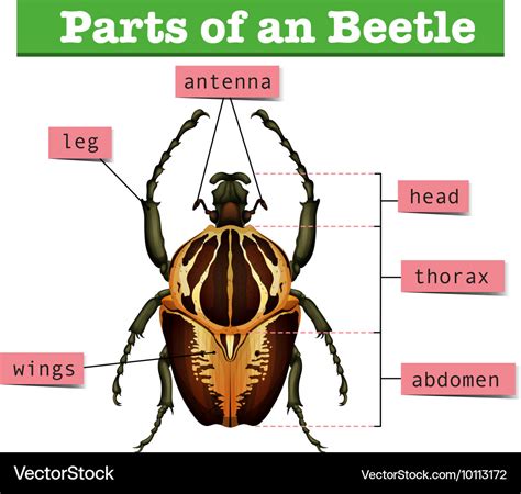 Beetle Anatomy Diagram