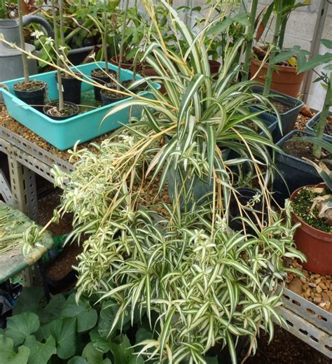 Chlorophytum comosum – Spider plant | Tropical Biodiversity