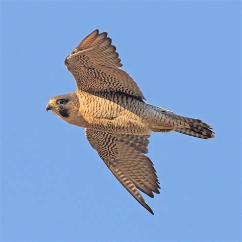 Backlands Spring Migration: Peregrine Falcon - Williams Lake ...