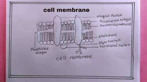 how to draw cell membrane easily/cell membrane drawing - YouTube