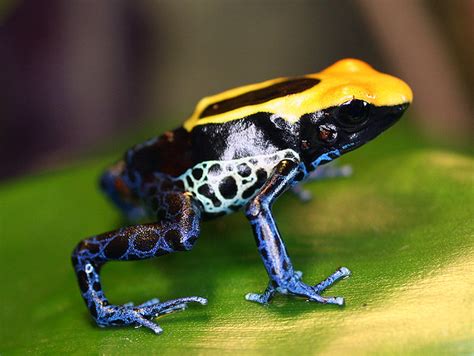 Dendrobates tinctorius 'Brazil' | Dyeing poison dart frog* *… | Flickr