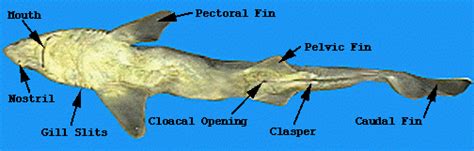 Spiny Dogfish Internal Anatomy Diagram