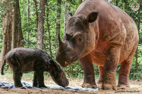 Sumatran Rhino Sanctuary | International Rhino Foundation