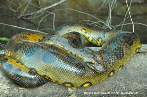 Green anaconda - Alchetron, The Free Social Encyclopedia