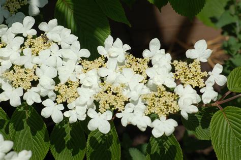 Mariesii Doublefile Viburnum Shrubs: Pruning, Problems