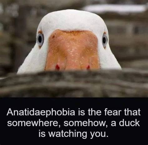 Ducks are watching | Funny animal memes, Funny duck, Fun facts