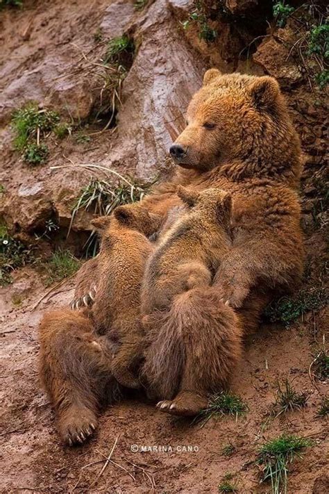 38 best Bears & Flags images on Pinterest | Brown bears, Grizzly bears ...