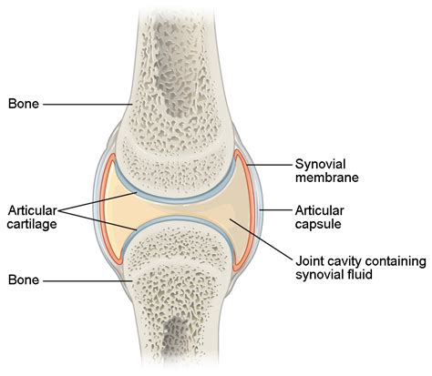 Synovial Joints | Anatomy and Physiology I