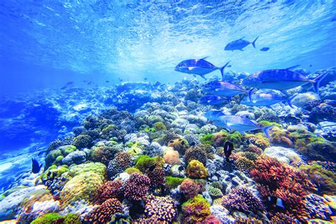 Colours and corals of the Maldives - EducationWorld