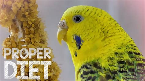 Budgie Food – Budgie diet for proper care – HousePetsCare.com