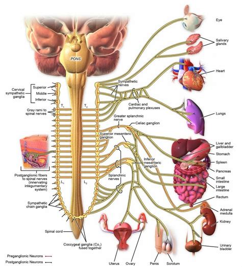 Sympathetic Nervous System: Definition, Function & Examples | Biology