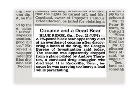 How A Bear Overdosed On Cocaine In 1985 And Inspired The Movie 'Cocaine ...