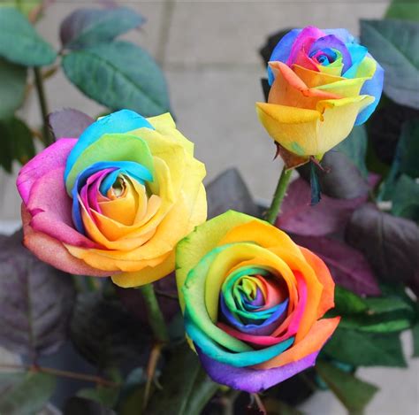 Flower Homes: Rainbow Roses