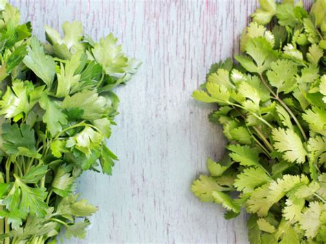 Cilantro vs Parsley | Organic Facts