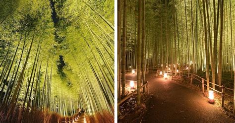 Kyoto's Arashiyama Bamboo Forest Lit Up at Night