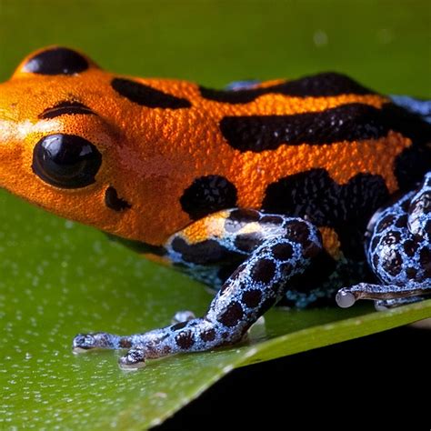 Colorful Amphibians