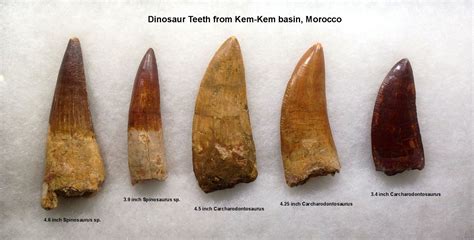 Dinosaur Teeth Display option 2. Close up view - Members Gallery - The ...