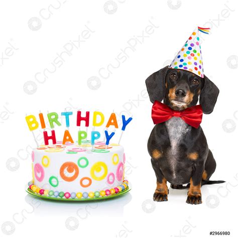 Happy birthday dog - stock photo 2966980 | Crushpixel