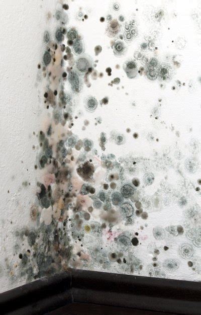 Understanding the Health Problems Associated with Black Mold