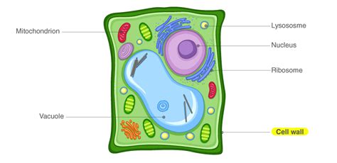 Plant Cell Wall Structure Nature : Schematic model of the primary cell ...