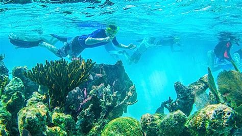 A Guide to Snorkeling the Belize Barrier Reef | Island Expeditions