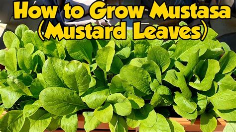 Complete Guide How to Grow Mustasa/ Mustard Leaves in Container Manila ...