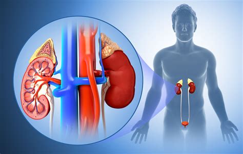 The Structure and Function of the Kidneys