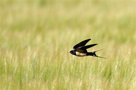 The Future of Birds: aerial insectivores, continued