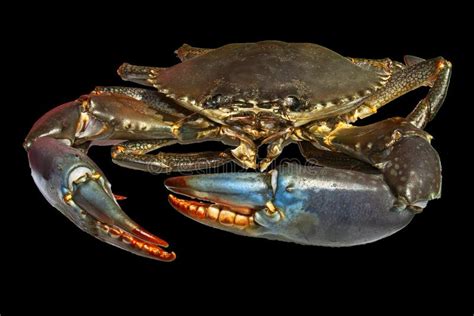 Live Australian Giant Mud Crab Closeup Stock Image - Image of mangrove ...