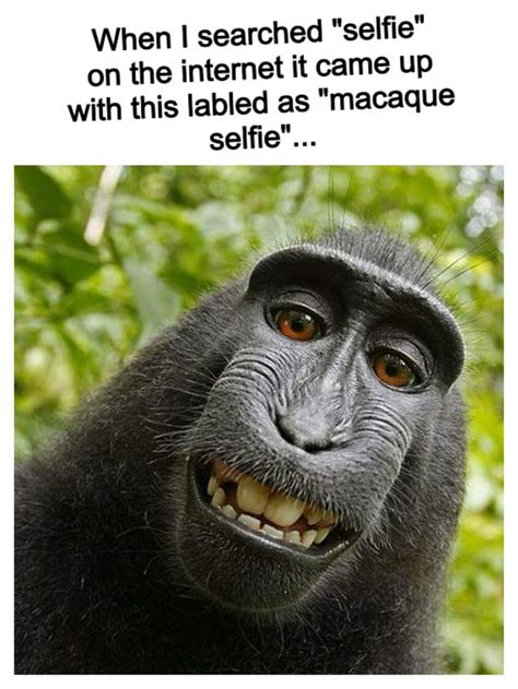 Macaque selfie? Really | Funny animal memes, Funny memes, Animal memes