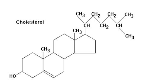 All About Cholesterol: Understanding nutrition's most controversial ...