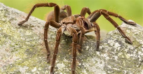 Australian Snake Eating Spider