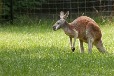 a kangaroo standing on top of a lush green field