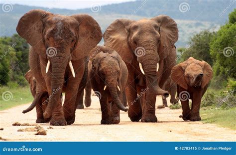 Herd of Elephant in South Africa Stock Image - Image of black, large ...