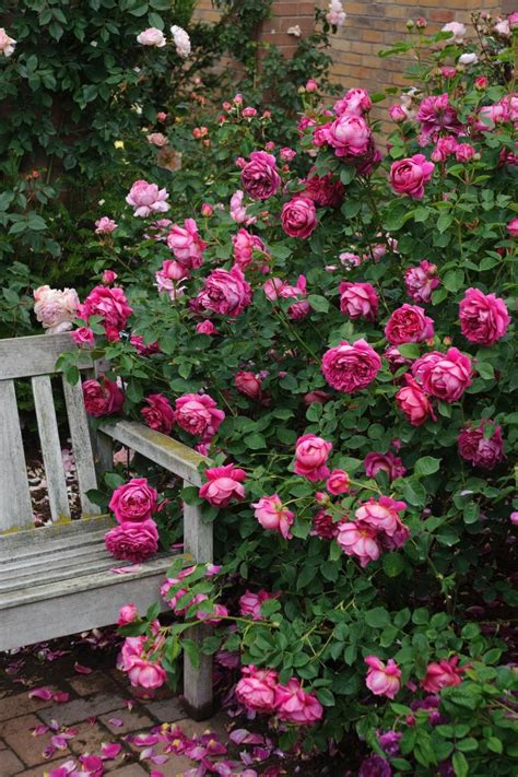 40 Mind-Blowingly Beautiful English Roses | Rose garden design ...