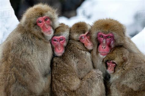 Family of snow monkeys huddled together near the hot springs at the ...