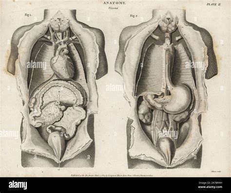 Unraveling The Mysteries Of Tarrare Organs: A Deep Dive Into The Life ...