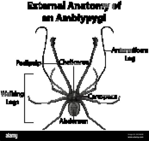 External Anatomy of an Amblypygi on white background illustration Stock ...