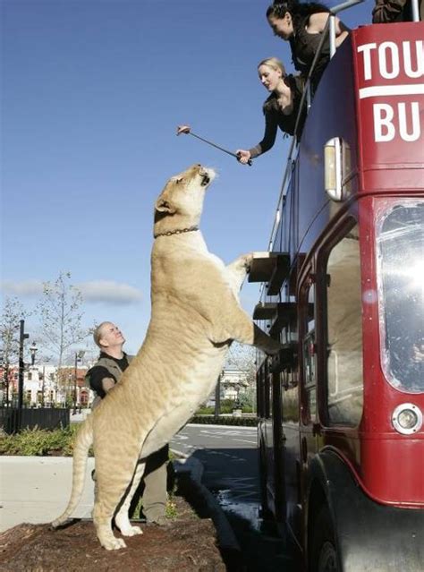 Liger - the largest cat in the world | DinoAnimals.com