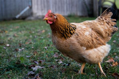 541 Cute and Funny Chicken Names - Animal Hype