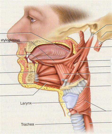 styloglossus | Medical illustration, Human anatomy reference, Medical ...