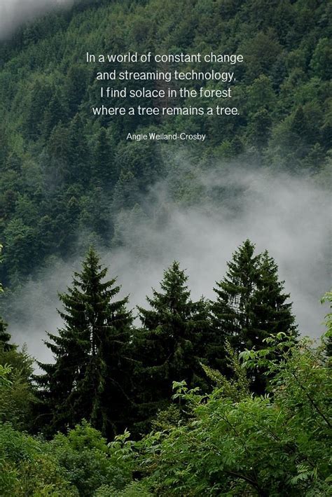 Nature Quotes for the Wandering Soul | Nature quotes trees, Nature ...