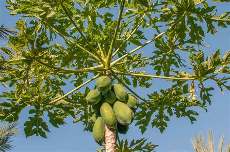 Papaya | Description, Cultivation, Uses, & Facts | Britannica