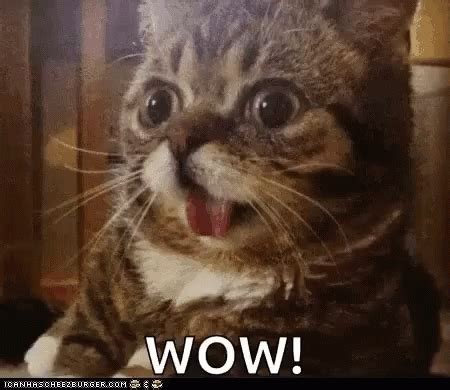 Cats Animals GIF - Cats Animals Reaction - Discover & Share GIFs